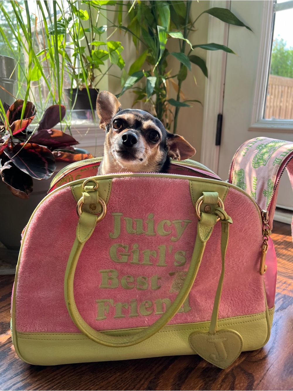 Vintage Juicy Couture pink and green Girl's Best Friend dog carrier
